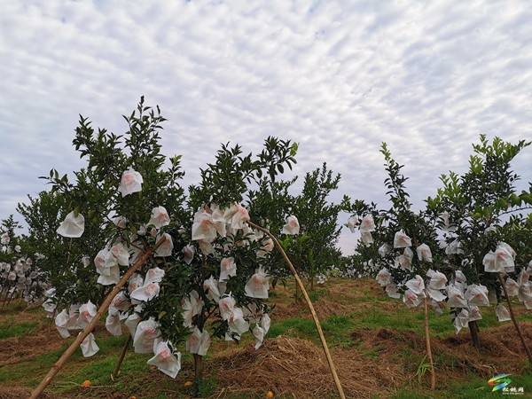 秀山縣植保植檢站：綠色防控助力柑桔豐產豐收