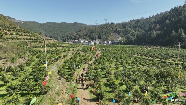 松桃：電商直播帶貨  “橙”意十足
