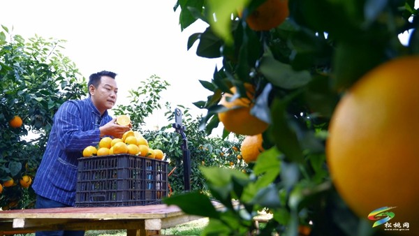 松桃：電商直播帶貨  “橙”意十足