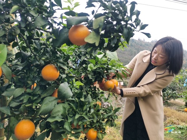 九江街道：果凍橙豐收 果農(nóng)笑開顏