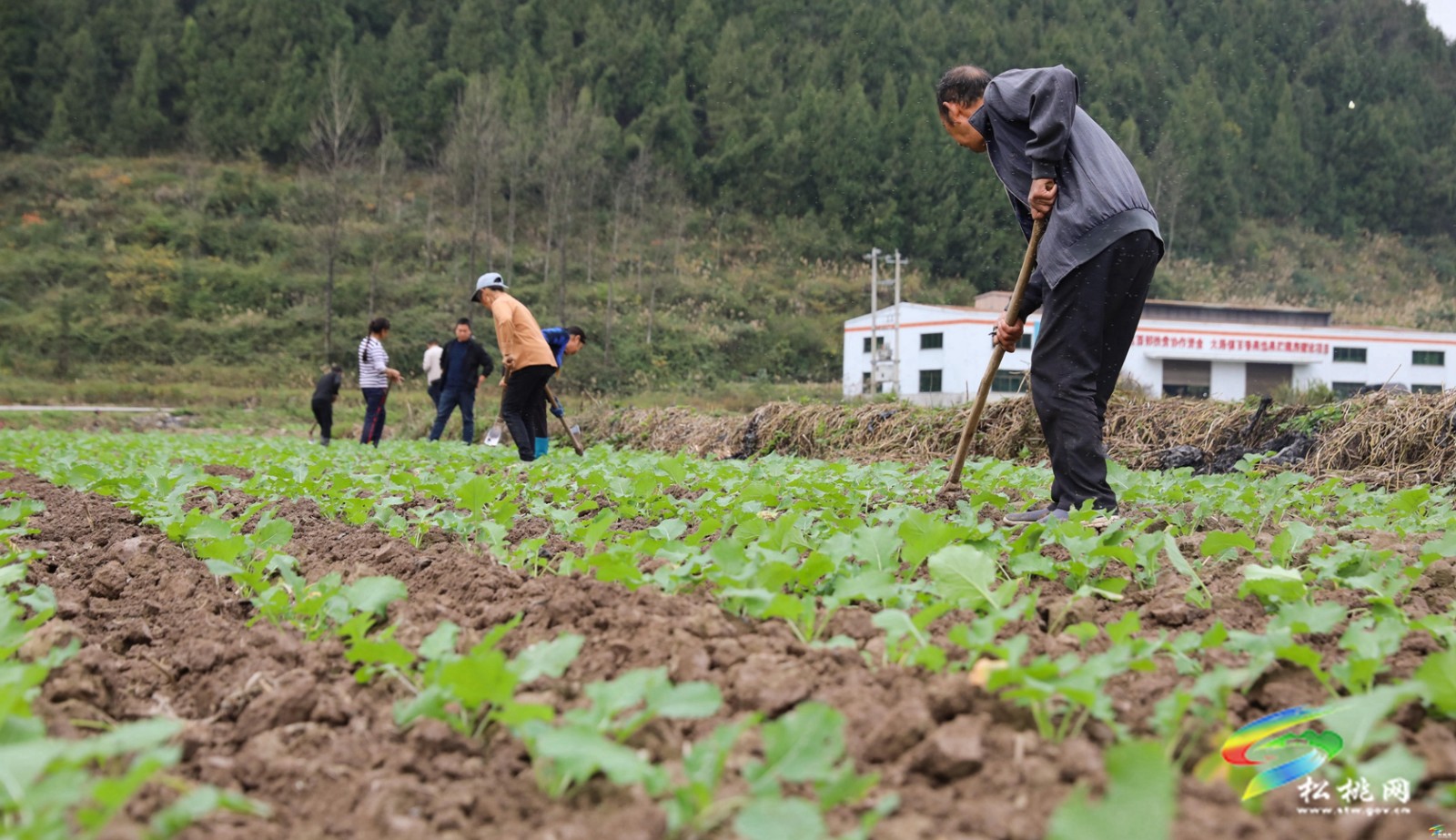 大路鎮(zhèn)：農(nóng)技服務(wù)入田間 油菜地里管護(hù)忙