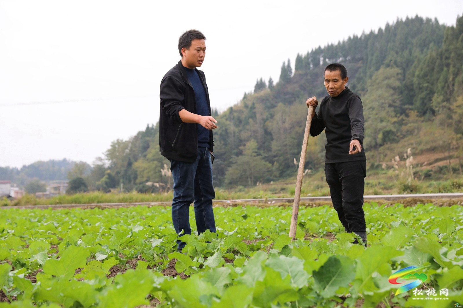 大路鎮(zhèn)：農(nóng)技服務(wù)入田間 油菜地里管護(hù)忙