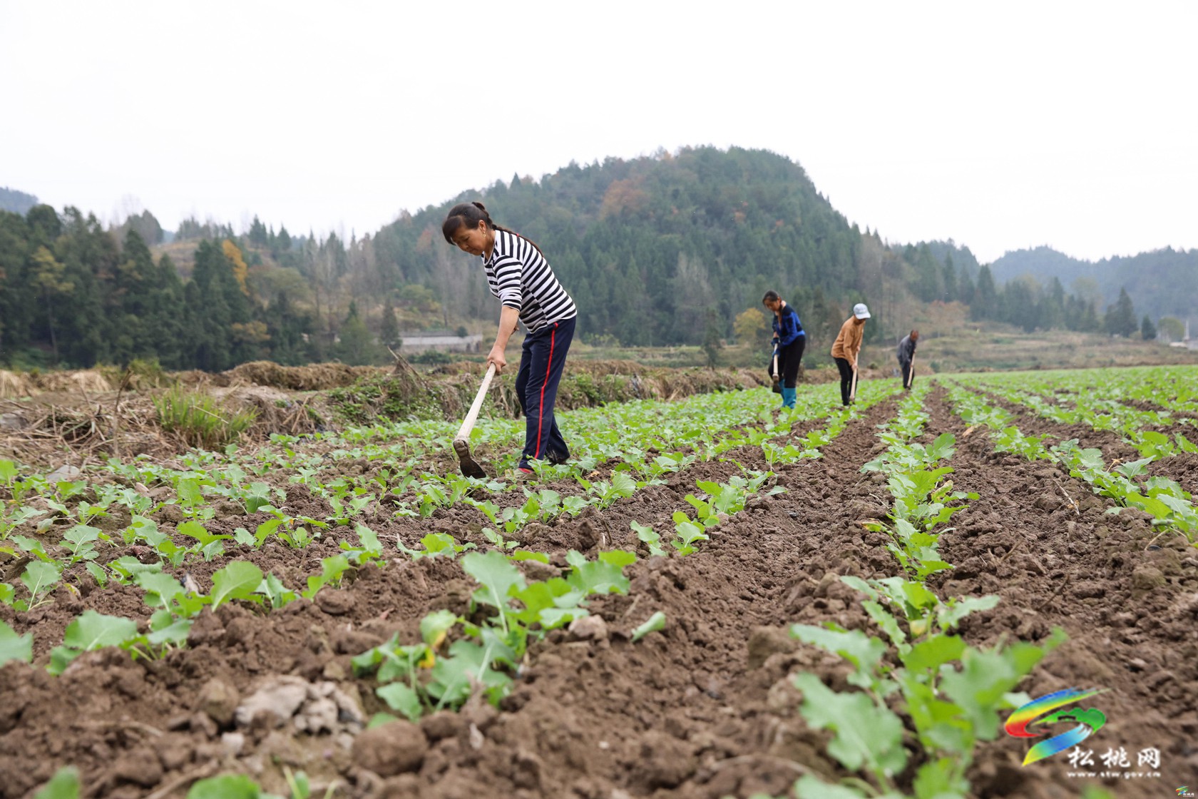 大路鎮(zhèn)：農(nóng)技服務(wù)入田間 油菜地里管護(hù)忙