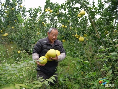 孟溪鎮(zhèn):香柚迎來大豐收