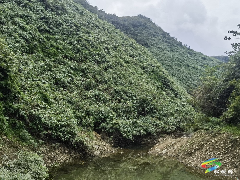 松桃?guī)r桑壩村：黨建引領(lǐng)聚合力強(qiáng)村富民促振興