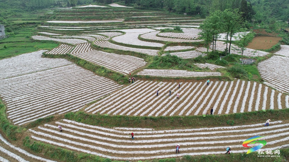 松桃?guī)r桑壩村：黨建引領(lǐng)聚合力強(qiáng)村富民促振興
