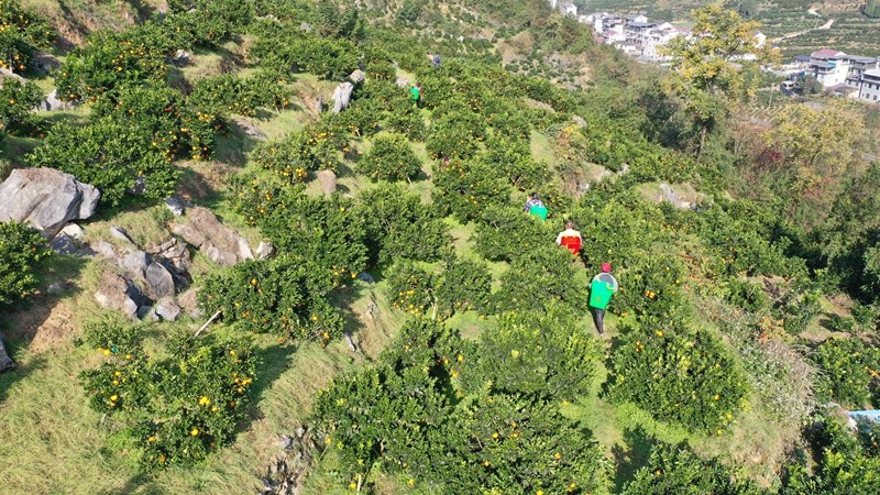 秀山15萬多畝柑橘迎來采收