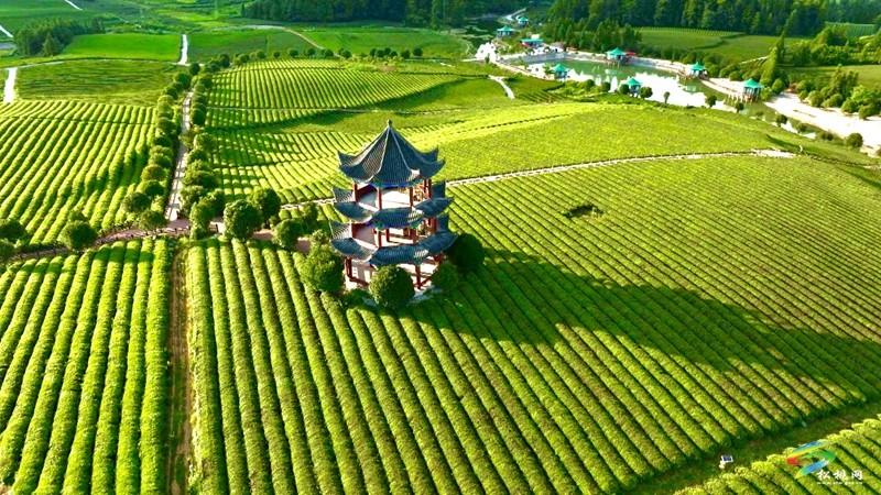 松桃普覺：和美鄉(xiāng)村展畫卷 茶尖溢出幸福來