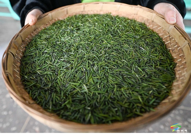 松桃普覺：和美鄉(xiāng)村展畫卷 茶尖溢出幸福來