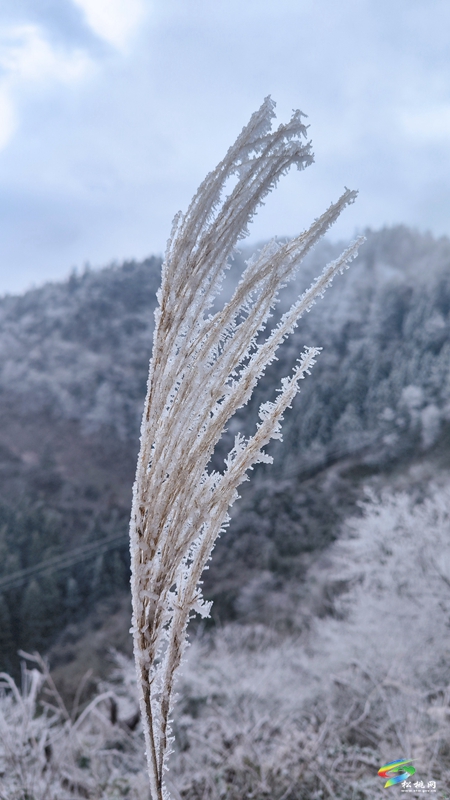 烏羅鎮(zhèn)：冬景美如畫