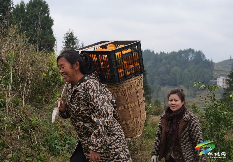 大路鎮(zhèn):春見(jiàn)柑橘滿枝頭果農(nóng)甜蜜迎豐收
