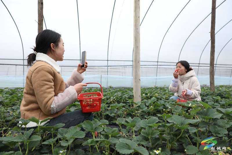 來這里！開啟元旦“莓”好時光