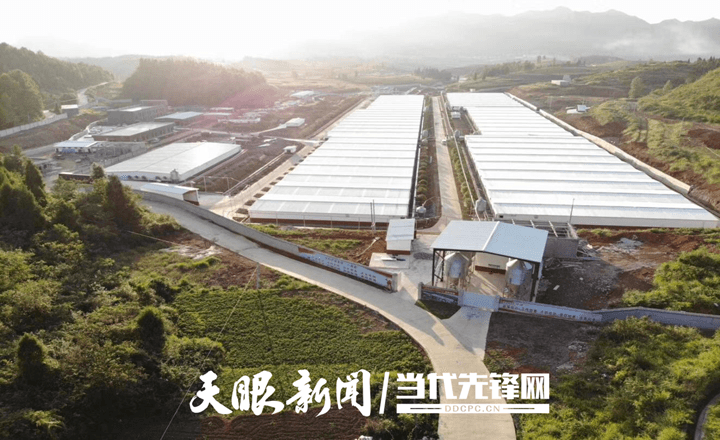 松桃：上半年實現綜合產值達14.88億元！“全國生豬調出大縣”全產業(yè)鏈條建設闊步向前