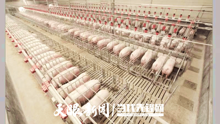 松桃：上半年實現綜合產值達14.88億元！“全國生豬調出大縣”全產業(yè)鏈條建設闊步向前