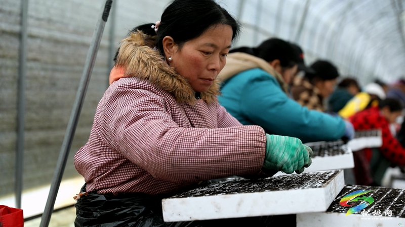 農(nóng)技人員為春耕育苗“保駕護(hù)航”