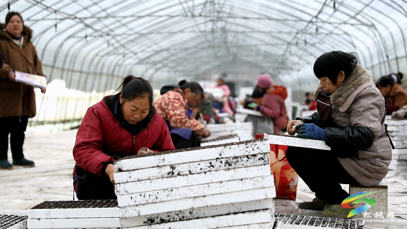 農(nóng)技人員為春耕育苗“保駕護(hù)航”