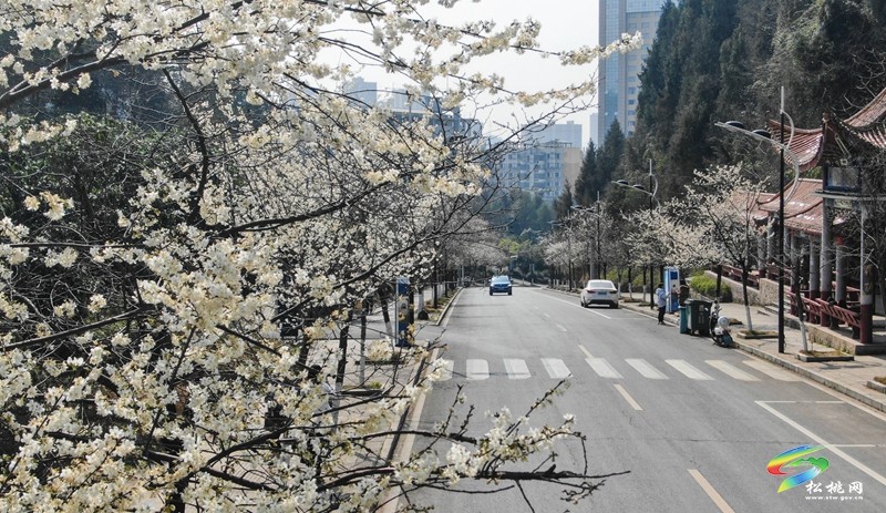 松桃:櫻花爛漫醉春風