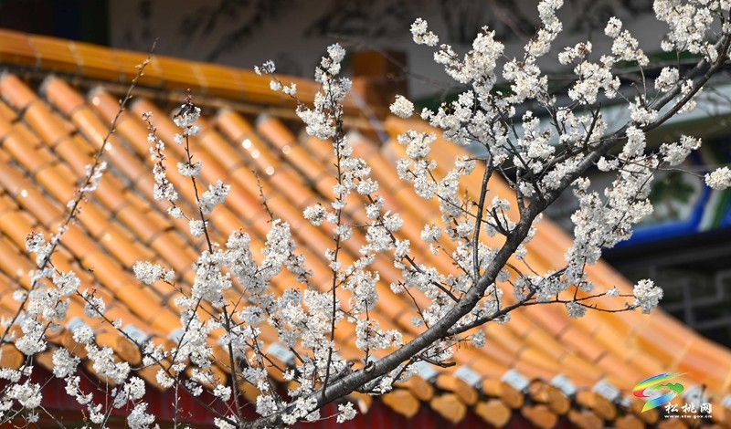 松桃:櫻花爛漫醉春風