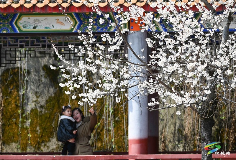 松桃:櫻花爛漫醉春風