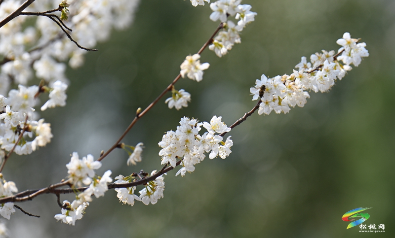 松桃:櫻花爛漫醉春風