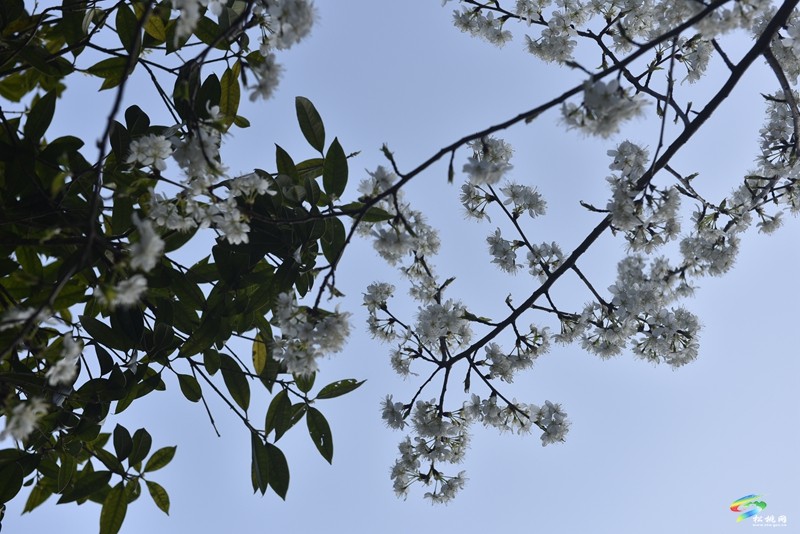 松桃：繁花春滿園