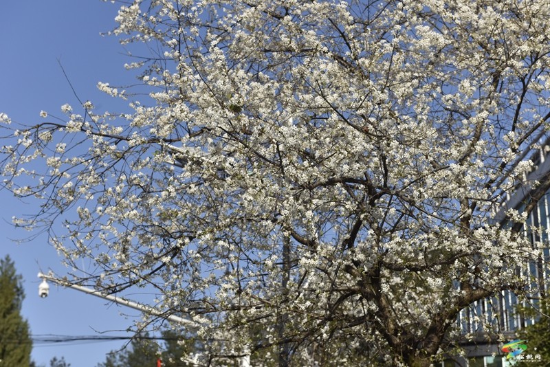 松桃：繁花春滿園