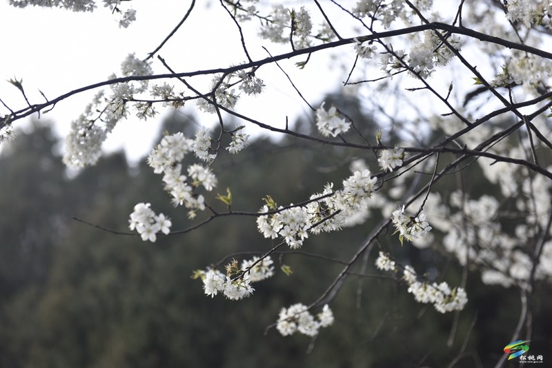 松桃：繁花春滿園
