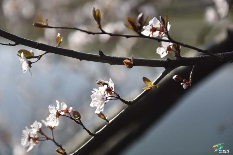 松桃：繁花春滿園