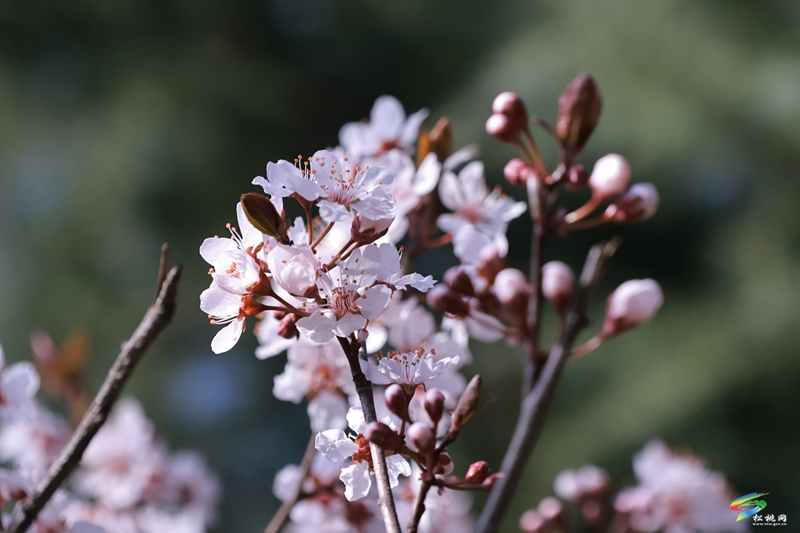 松桃：繁花春滿園