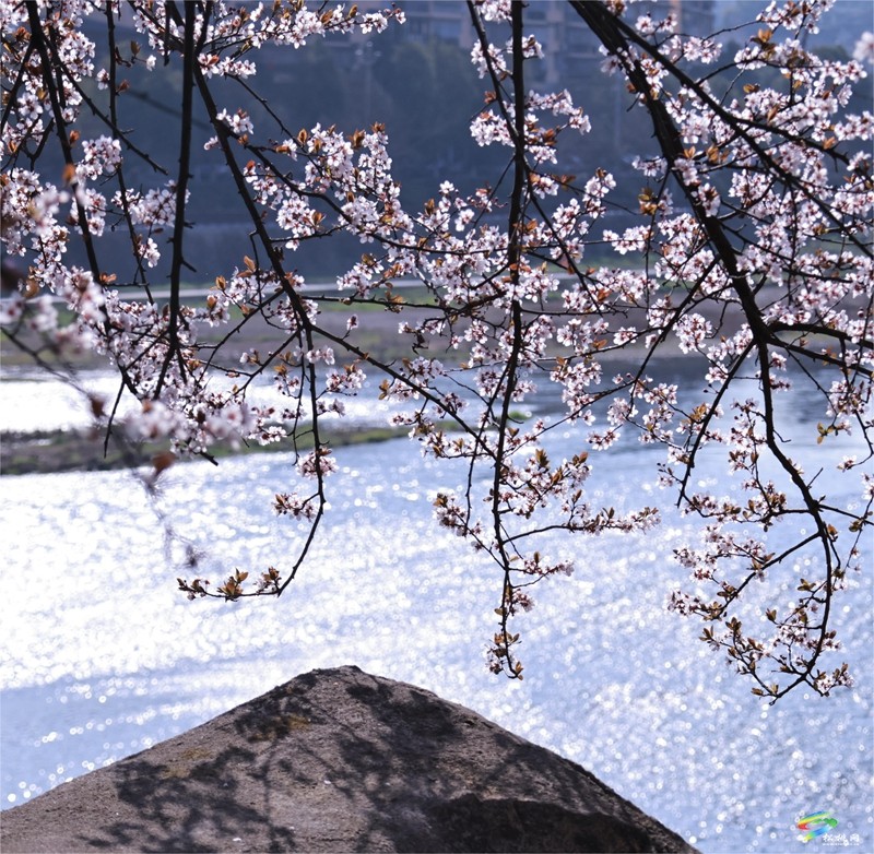 松桃：繁花春滿園