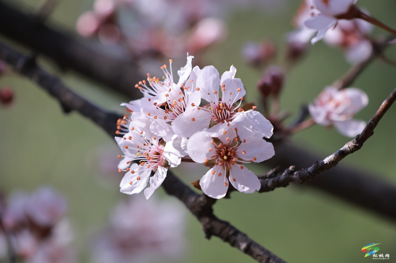 松桃：繁花春滿園