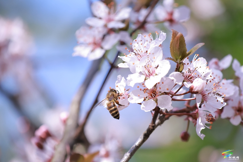 松桃：繁花春滿園