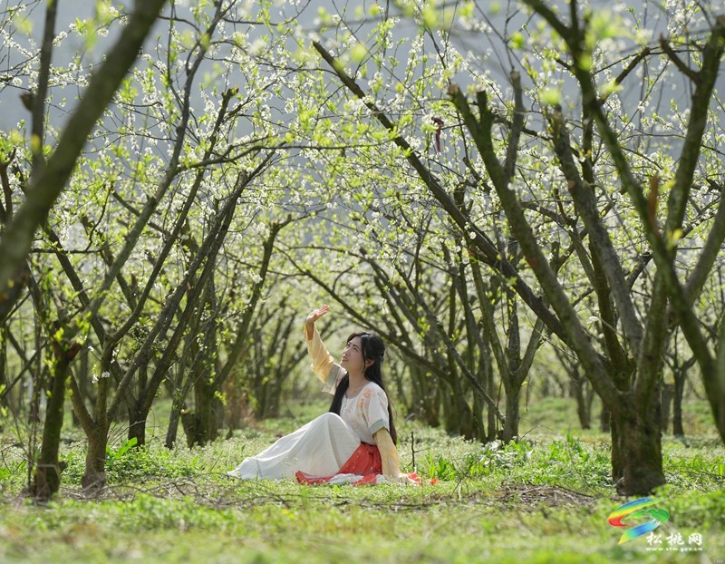 【多彩貴州·花漾中國】孟溪鎮(zhèn)安山村:李花爛漫 約你相見