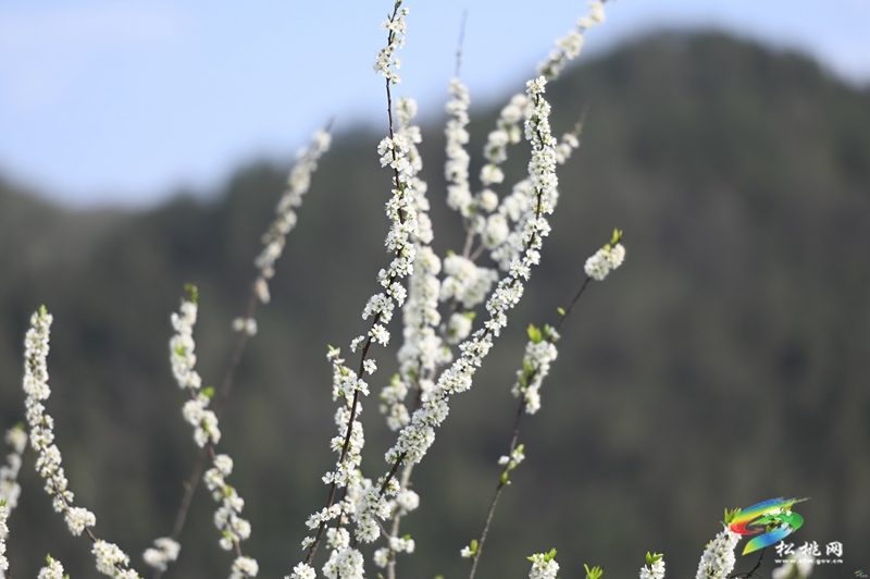 【多彩貴州·花漾中國】孟溪鎮(zhèn)安山村:李花爛漫 約你相見