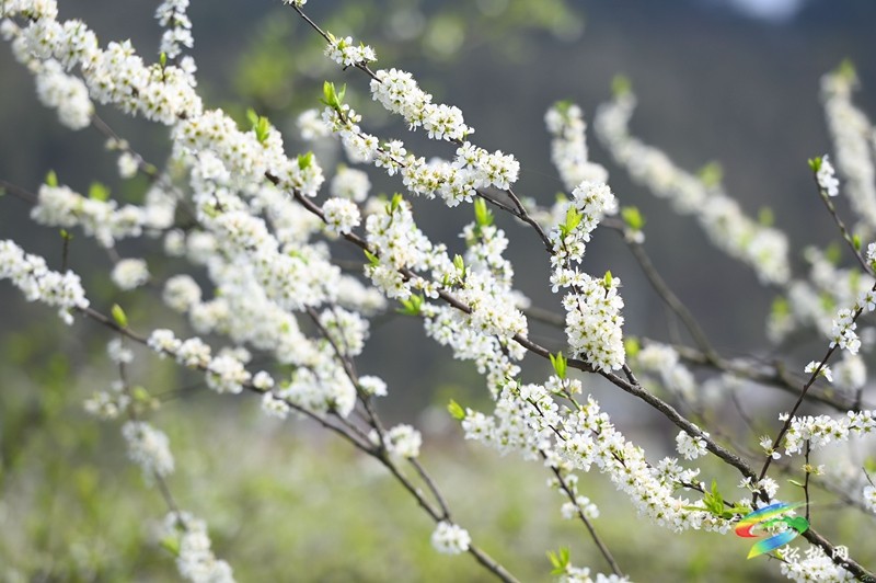 【多彩貴州·花漾中國】孟溪鎮(zhèn)安山村:李花爛漫 約你相見