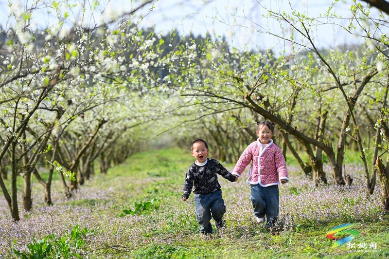 【多彩貴州·花漾中國】孟溪鎮(zhèn)安山村:李花爛漫 約你相見