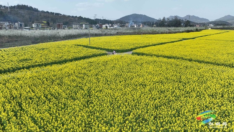 【多彩貴州·花漾中國】孟溪鎮(zhèn)安山村:李花爛漫 約你相見