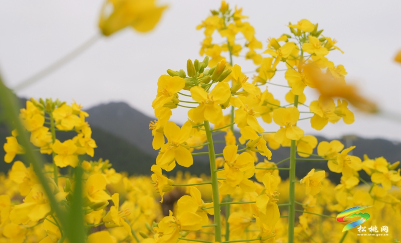 【多彩貴州·花漾中國(guó)】普覺(jué)：“上春山”賞春花