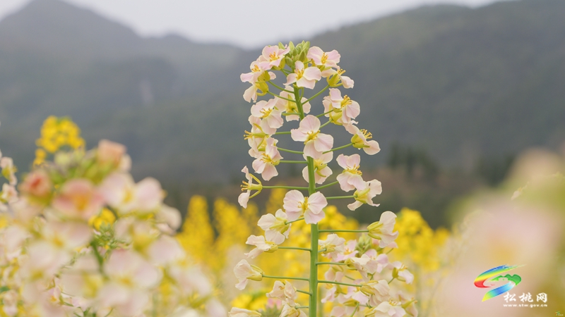 【多彩貴州·花漾中國(guó)】普覺(jué)：“上春山”賞春花