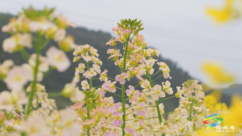 【多彩貴州·花漾中國(guó)】普覺(jué)：“上春山”賞春花