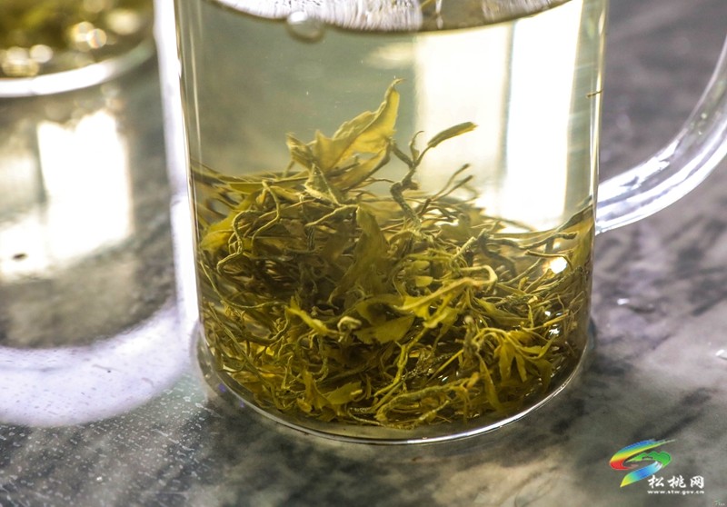 冷水溪鎮(zhèn)：藤茶產(chǎn)業(yè)“牽”出群眾就業(yè)增收路