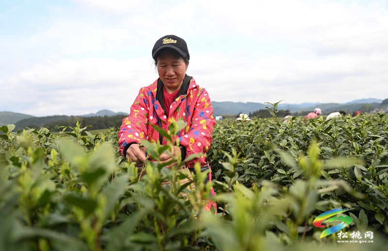 普覺(jué)鎮(zhèn)：“明前茶”采摘忙