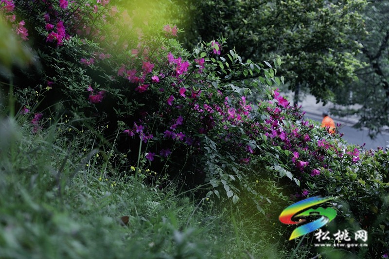 【多彩貴州·花漾中國】松桃：四月喜迎杜鵑花