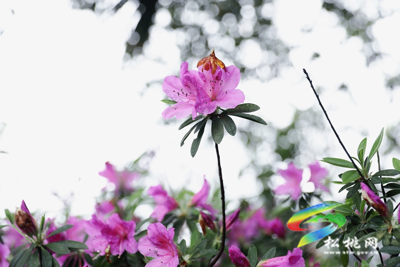 【多彩貴州·花漾中國】松桃：四月喜迎杜鵑花