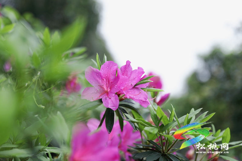 【多彩貴州·花漾中國】松桃：四月喜迎杜鵑花