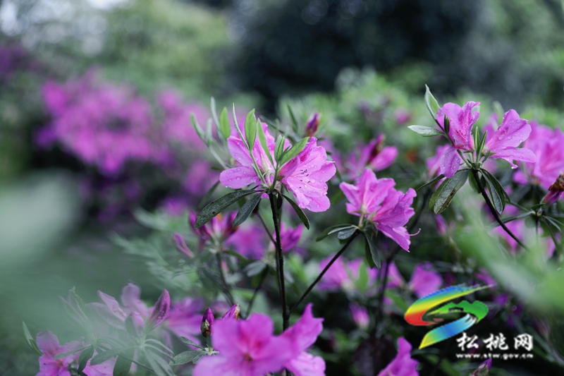【多彩貴州·花漾中國】松桃：四月喜迎杜鵑花