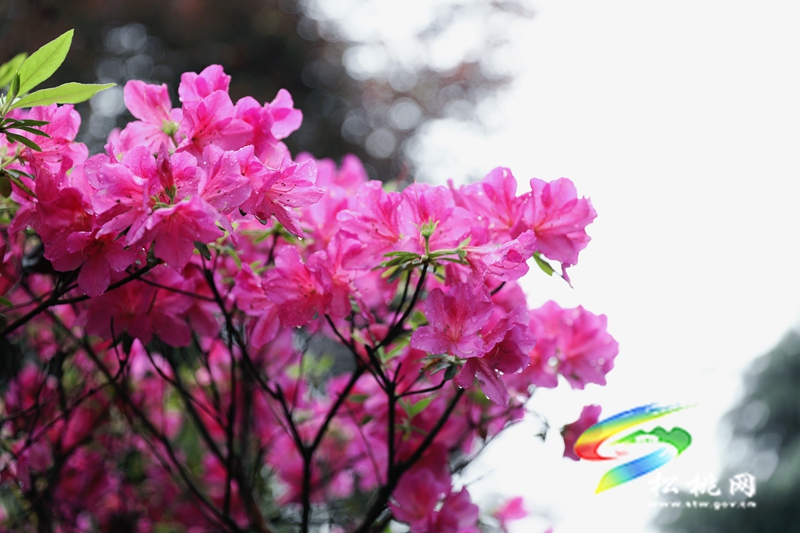 【多彩貴州·花漾中國】松桃：四月喜迎杜鵑花