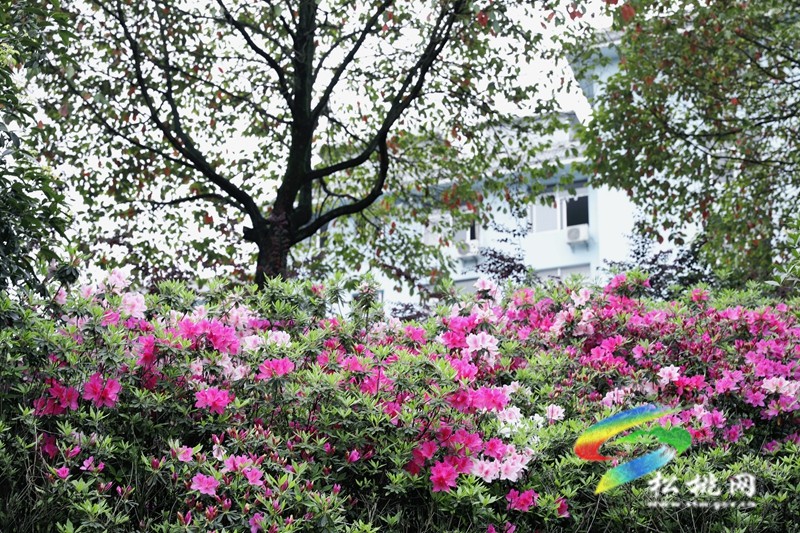 【多彩貴州·花漾中國】松桃：四月喜迎杜鵑花
