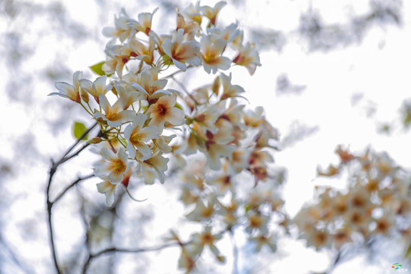 【多彩貴州·花漾中國】沙壩河鄉(xiāng):桐子花開 春色正好