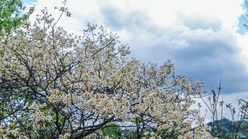 【多彩貴州·花漾中國】沙壩河鄉(xiāng):桐子花開 春色正好